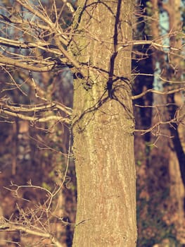 Close up of a beautiful tree on a cold morning, natural season background