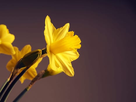 Beautiful daffodils on a dark background with space for text or image