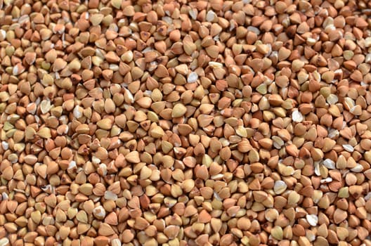 Buckwheat