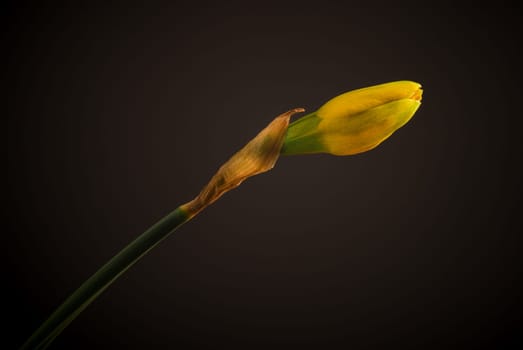 Close up of a beautiful daffodil on a dark background, seasonal flowers concept