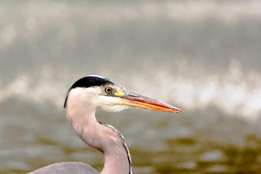 Wild grey heron