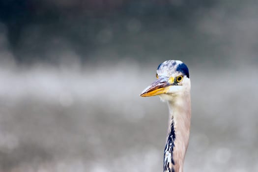Wild grey heron