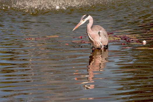 Wild grey heron