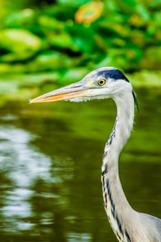 Wild grey heron