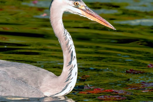 Wild grey heron