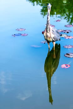 Wild grey heron