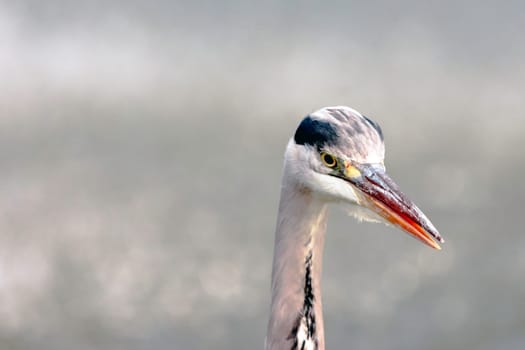 Wild grey heron