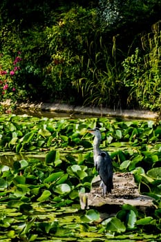 Wild grey heron