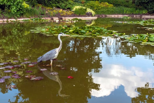 Wild grey heron