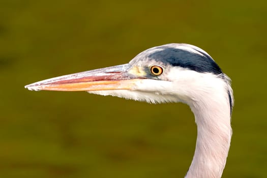 Wild grey heron