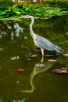 Wild grey heron
