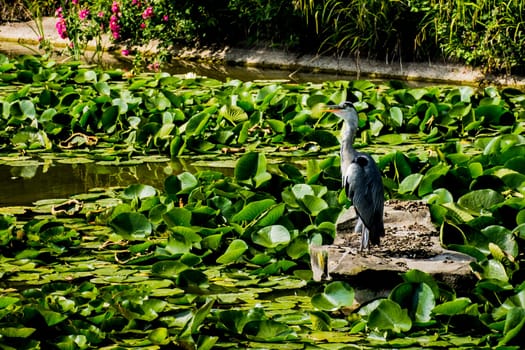 Wild grey heron
