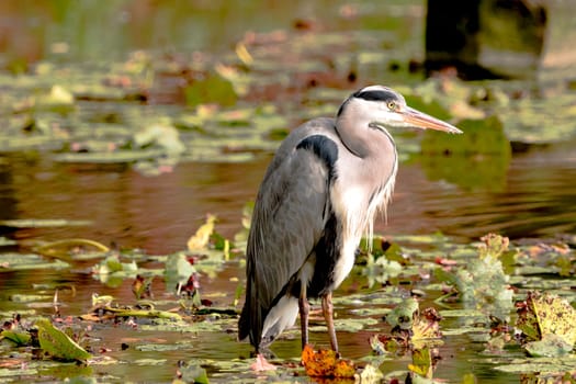 Wild grey heron
