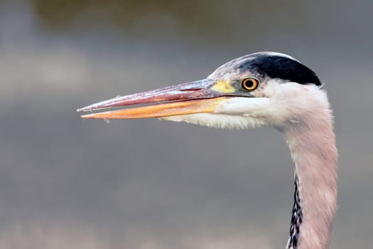 Wild grey heron