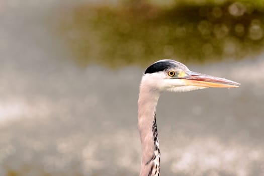 Wild grey heron