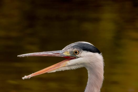 Wild grey heron
