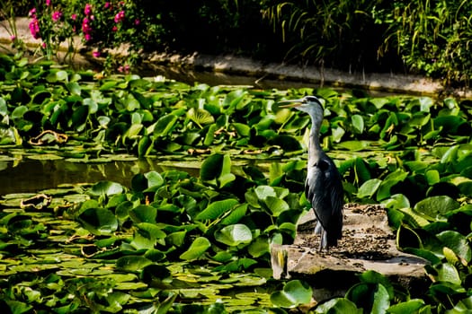 Wild grey heron