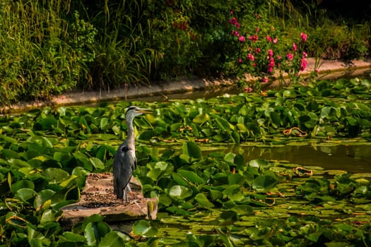 Wild grey heron