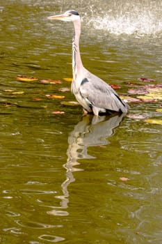 Wild grey heron