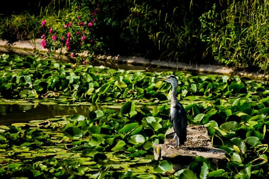 Wild grey heron