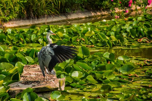 Wild grey heron