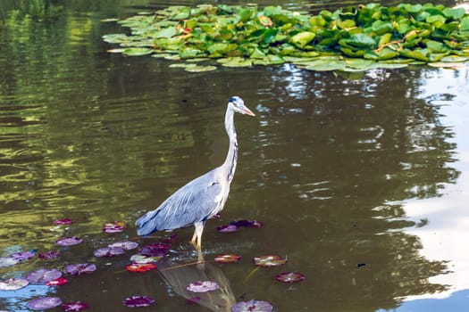 Wild grey heron