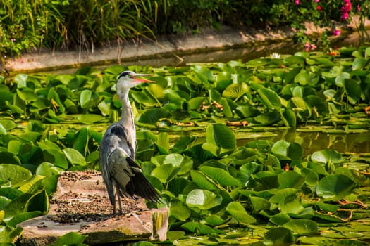 Wild grey heron