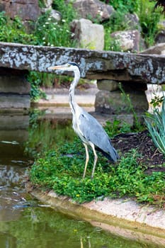 Wild grey heron
