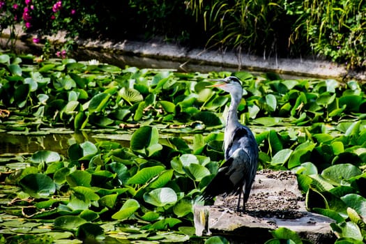Wild grey heron