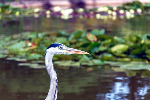 Wild grey heron