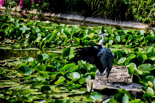 Wild grey heron