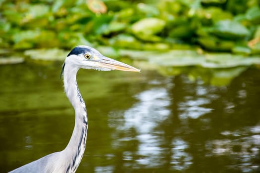 Wild grey heron