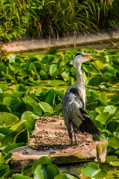 Wild grey heron