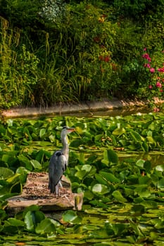 Wild grey heron