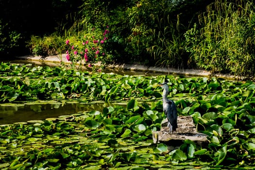 Wild grey heron
