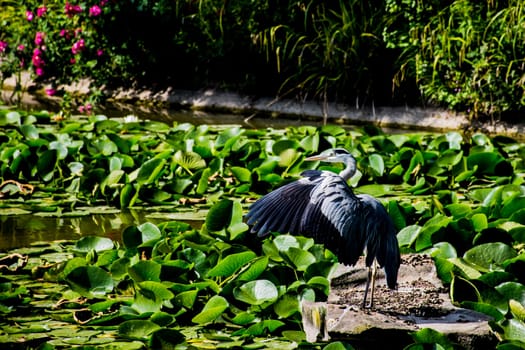 Wild grey heron
