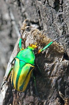 Metallic green shiny rose beetle Eudicella gralli