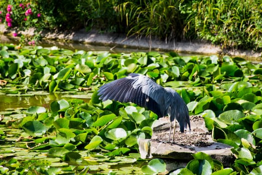 Wild grey heron