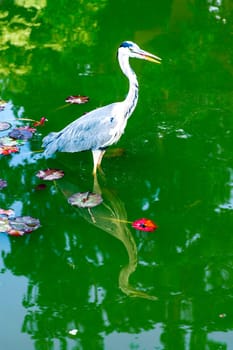 Wild grey heron