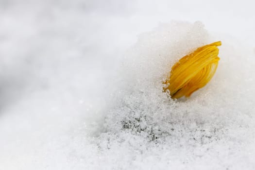 Detail of the flowering winter aconite in the snow