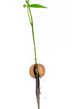 Detail of the sprouting walnut - macro