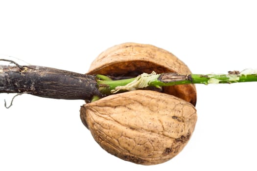 Detail of the sprouting walnut - macro