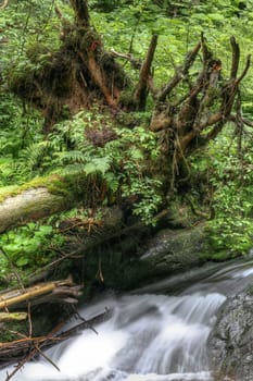 Detail of the water stream and fallen tree
