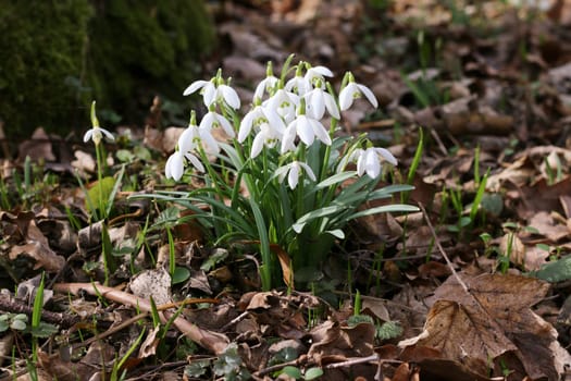 Detail of the bunch of purification flowers - snowdrops
