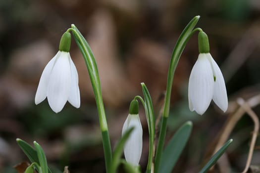 Detail of the purification flower - snowdrop