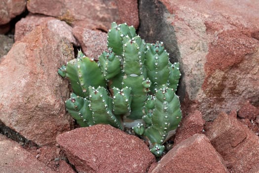 Euphorbia resinifera - Resin spurge - is a species of spurge native to Morocco. The dried latex of the plant has been used as ancient medicine