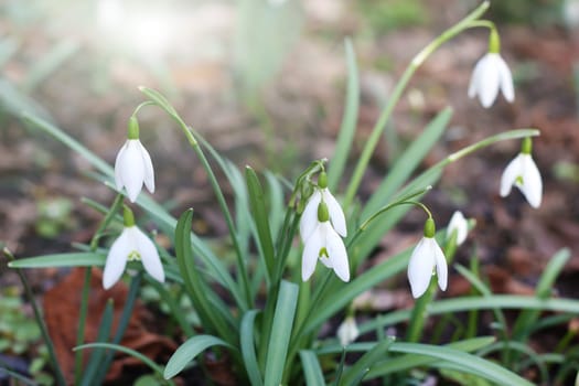 Detail of the bunch of purification flowers - snowdrops