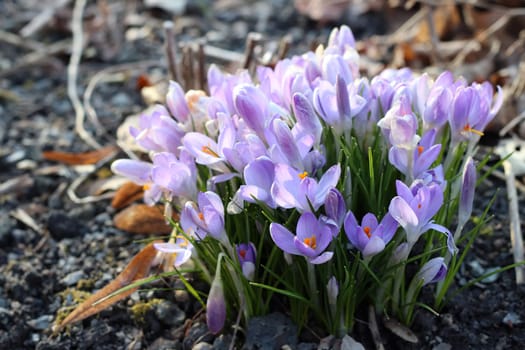 Bunch of crocuses - detail