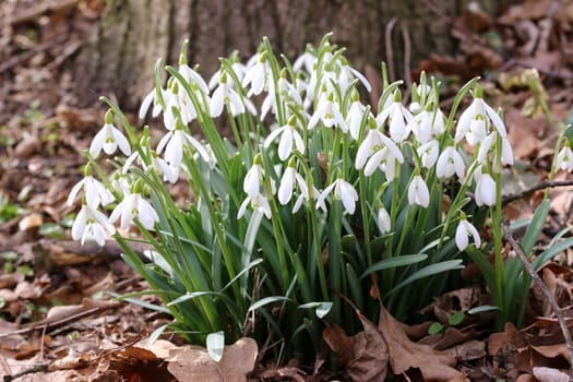 Detail of the bunch of purification flowers - snowdrops