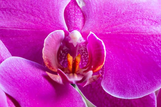 Abstract macro shot of the flowering orchid